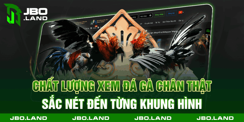 Chất lượng xem đá gà chân thật sắc nét đến từng khung hình